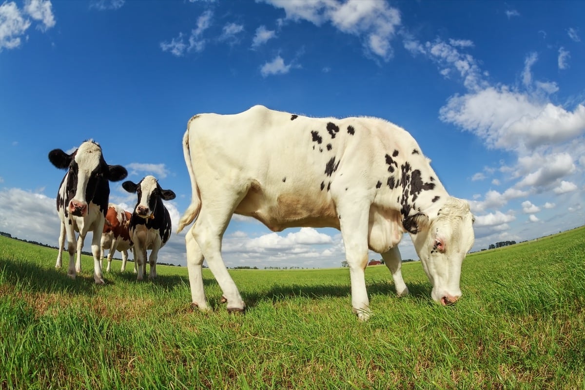 white-cow-grazing-on-green-pasture-P93CEUH